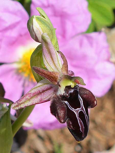 Ophrys cretica subsp. beloniae x mammosa, Rhodos,  Prasonisi 22.3.2019 (Photo: Christian Schlomann)