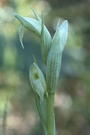 Serapias parviflora farbvariante_color-variant \ Kleinblütiger Zungenständel / Small Tongue Orchid, Rhodos,  Kallithea Terme 25.4.1987 