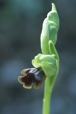 Ophrys blitopertha / Blitopertha Beetle , Rhodos,  Laerma 24.3.2005 