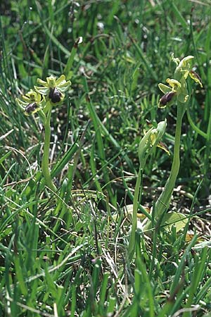 Ophrys blitopertha / Blitopertha Beetle , Rhodos,  Kattavia 25.3.2005 