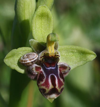 Ophrys bombyliflora x rhodia, Rhodos,  Kattavia 4.4.2013 (Photo: Helmut Presser)