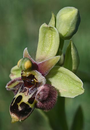 Ophrys bombyliflora x umbilicata, Rhodos,  Kattavia 4.4.2013 (Photo: Helmut Presser)