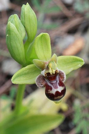 Ophrys bombyliflora x rhodia, Rhodos,  Moni Thiari 15.4.2009 (Photo: Jan & Liesbeth Essink)