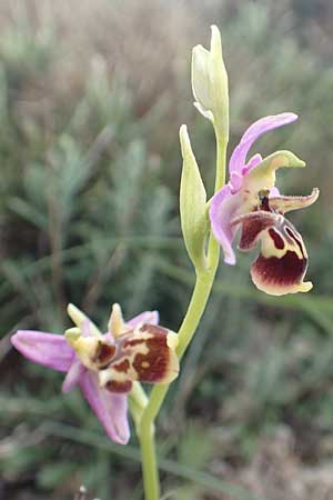 Ophrys calypsus \ Kalypso-Ragwurz, Rhodos,  Kattavia 1.4.2019 