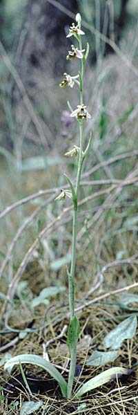 Ophrys candica \ Weißglanz-Ragwurz / Candia Bee Orchid, Rhodos,  Laerma 1.5.1987 