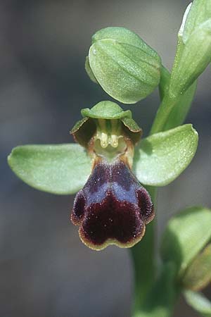Ophrys cinereophila \ Kleinblütige Braune Ragwurz / Small-Flowered Dull Bee Orchid, Rhodos,  Lardos 19.3.2005 
