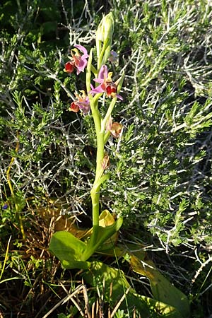 Ophrys cornutula / Small Ophrys, Rhodos,  Kattavia 26.3.2019 