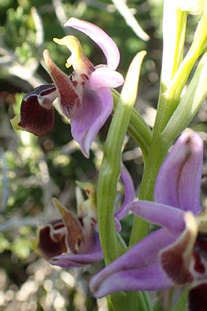 Ophrys cornutula / Small Ophrys, Rhodos,  Kattavia 26.3.2019 