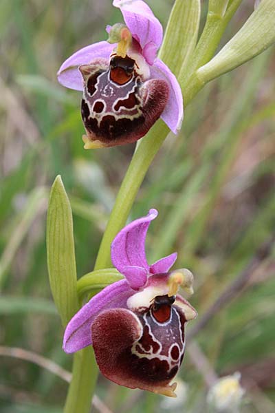 Ophrys colossaea \ Hummel-Ragwurz / Late Spider Orchid, Rhodos,  Haraki 14.4.2009 (Photo: Jan & Liesbeth Essink)