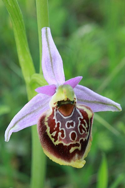 [click] Ophrys colossaea, Rhodos,  Massari 20.4.2009 (Photo: Jan & Liesbeth Essink)
