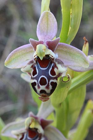 Ophrys colossaea x rhodia, Rhodos,  Haraki 14.4.2009 (Photo: Jan & Liesbeth Essink)