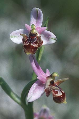 Ophrys cornutula / Small Ophrys, Rhodos,  Prasonisi 21.3.2005 