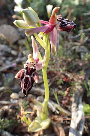 Ophrys cretica subsp. beloniae \ Naxos-Ragwurz / Naxos Bee Orchid, Rhodos,  Kattavia 26.3.2019 
