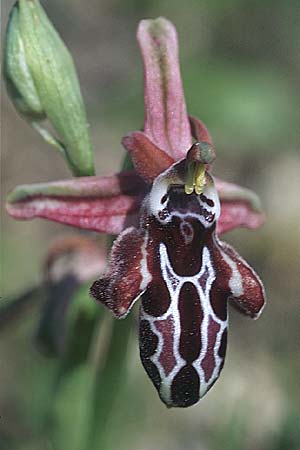 Ophrys cretica subsp. beloniae \ Naxos-Ragwurz / Naxos Bee Orchid, Rhodos,  Kattavia 21.3.2005 
