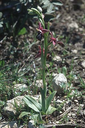 Ophrys cretica subsp. beloniae \ Naxos-Ragwurz / Naxos Bee Orchid, Rhodos,  Kattavia 21.3.2005 