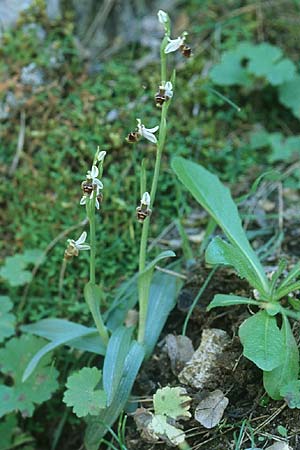 Ophrys heterochila \ Verschiedenlippige Ragwurz, Rhodos,  Epta Piges 20.3.2005 
