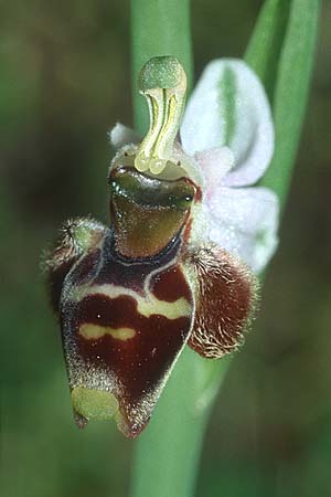 Ophrys heterochila \ Verschiedenlippige Ragwurz, Rhodos,  Epta Piges 20.3.2005 