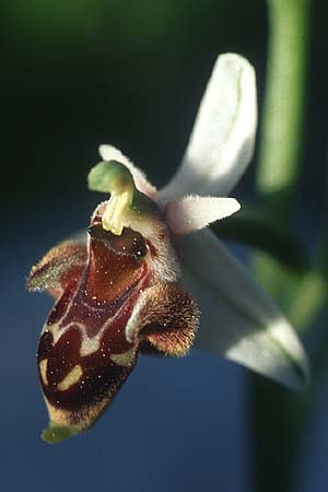 Ophrys heterochila \ Verschiedenlippige Ragwurz, Rhodos,  Apollona 24.3.2005 