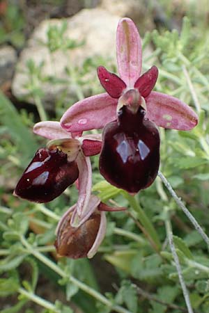 Ophrys ferrum-equinum \ Hufeisen-Ragwurz / Horseshoe Orchid, Rhodos,  Lahania 3.4.2019 