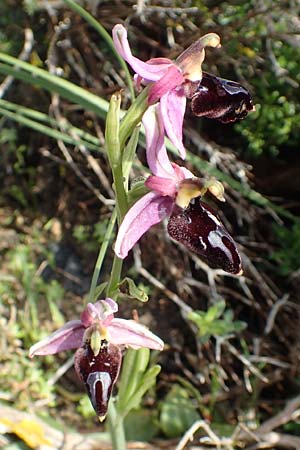 Ophrys ferrum-equinum \ Hufeisen-Ragwurz / Horseshoe Orchid, Rhodos,  Lahania 3.4.2019 
