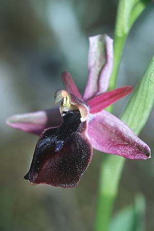 Ophrys ferrum-equinum \ Hufeisen-Ragwurz / Horseshoe Orchid, Rhodos,  Kolymbia 20.3.2005 