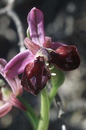 Ophrys ferrum-equinum \ Hufeisen-Ragwurz / Horseshoe Orchid (Doppellippe / double lip), Rhodos,  Kattavia 21.3.2005 