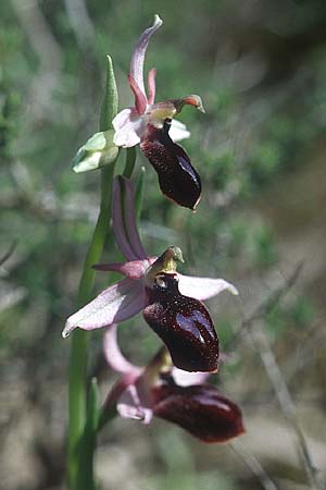 Ophrys ferrum-equinum \ Hufeisen-Ragwurz / Horseshoe Orchid, Rhodos,  Lindos 22.3.2005 
