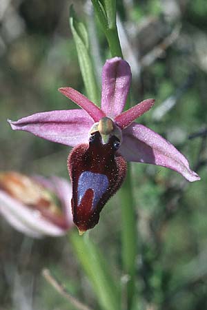 Ophrys ferrum-equinum \ Hufeisen-Ragwurz / Horseshoe Orchid, Rhodos,  Lindos 22.3.2005 