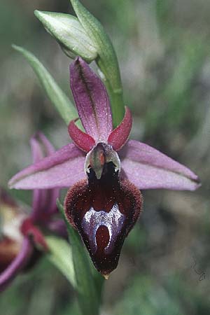 Ophrys ferrum-equinum \ Hufeisen-Ragwurz / Horseshoe Orchid, Rhodos,  Lindos 22.3.2005 