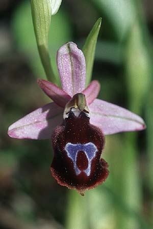 Ophrys ferrum-equinum \ Hufeisen-Ragwurz / Horseshoe Orchid, Rhodos,  Lardos 24.3.2005 