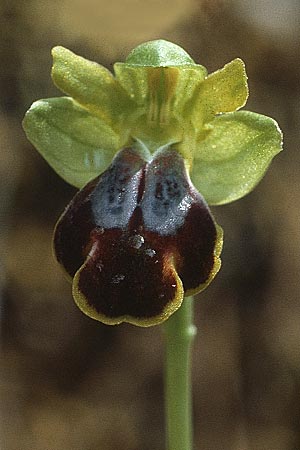 Ophrys attaviria / Attavyros Ophrys, Rhodos,  Laerma 1.5.1987 