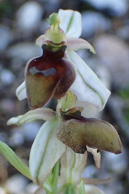 Ophrys ferrum-equinum x tenthredinifera subsp. villosa, Rhodos,  Kolymbia 18.3.2023 