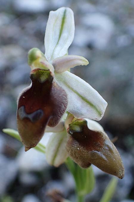 Ophrys ferrum-equinum x tenthredinifera subsp. villosa, Rhodos,  Kolymbia 18.3.2023 