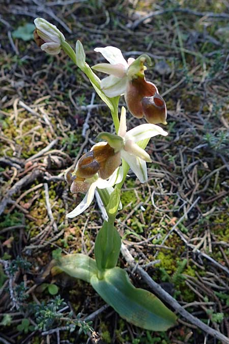 Ophrys ferrum-equinum x tenthredinifera subsp. villosa, Rhodos,  Kolymbia 18.3.2023 