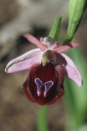 Ophrys ferrum-equinum x lucis, Rhodos,  Kolymbia 20.3.2005 