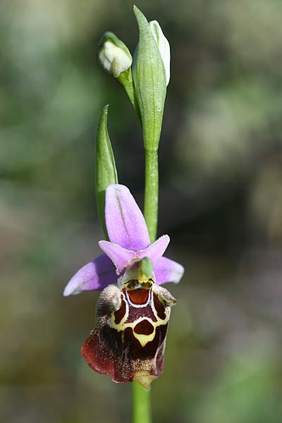 Ophrys halia / Halia Bee Orchid, Rhodos,  Laerma 5.4.2013 (Photo: Helmut Presser)