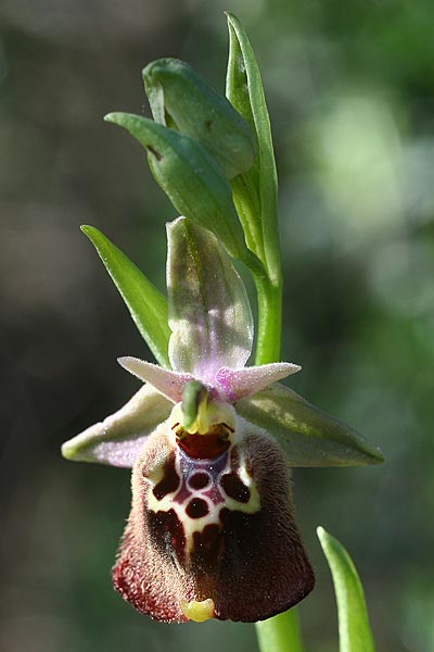 Ophrys halia / Halia Bee Orchid, Rhodos,  Laerma 5.4.2013 (Photo: Helmut Presser)