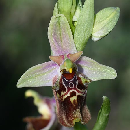 Ophrys halia / Halia Bee Orchid, Rhodos,  Laerma 5.4.2013 (Photo: Helmut Presser)