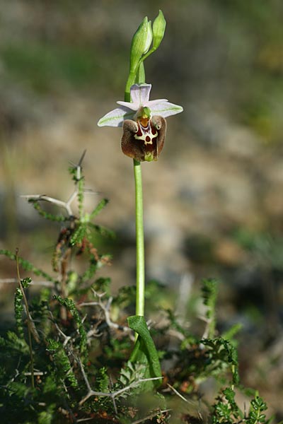 Ophrys halia / Halia Bee Orchid, Rhodos,  Messanagros 2.4.2013 (Photo: Helmut Presser)