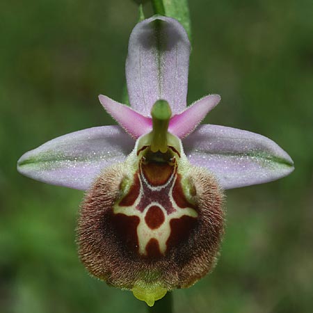 Ophrys halia / Halia Bee Orchid, Rhodos,  Messanagros 2.4.2013 (Photo: Helmut Presser)