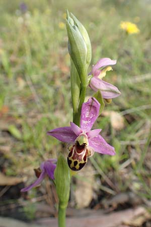 Ophrys heldreichii / Heldreich's Orchid, Rhodos,  Lardos 3.4.2019 