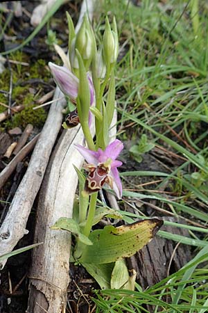 Ophrys heldreichii / Heldreich's Orchid, Rhodos,  Lardos 3.4.2019 