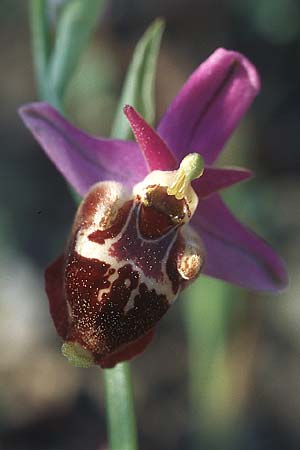Ophrys calypsus \ Kalypso-Ragwurz, Rhodos,  Lardos 23.3.2005 