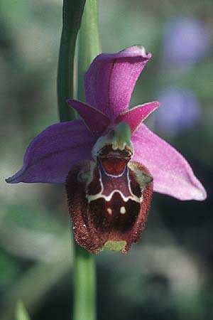 Ophrys calypsus \ Kalypso-Ragwurz, Rhodos,  Kattavia 25.3.2005 