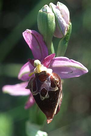 Ophrys heldreichii / Heldreich's Orchid, Rhodos,  Lindos 22.3.2005 