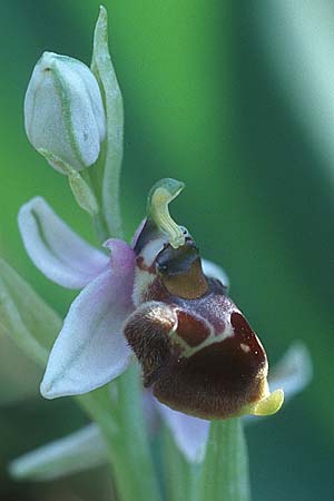 Ophrys heterochila \ Verschiedenlippige Ragwurz, Rhodos,  Lardos 19.3.2005 