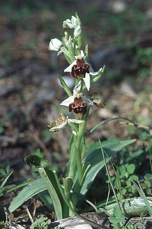 Ophrys heterochila \ Verschiedenlippige Ragwurz, Rhodos,  Lardos 19.3.2005 