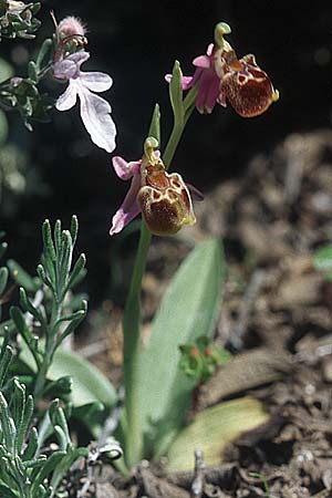 Ophrys heterochila \ Verschiedenlippige Ragwurz, Rhodos,  Kattavia 21.3.2005 