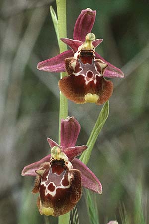 Ophrys halia / Halia Bee Orchid, Rhodos,  Dimilia 29.4.1987 