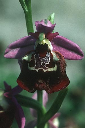 Ophrys colossaea \ Hummel-Ragwurz / Late Spider Orchid, Rhodos,  Philerimos 5.5.1987 